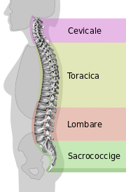 colonna-vertebrale